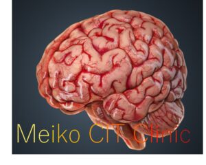 ヒトの脳